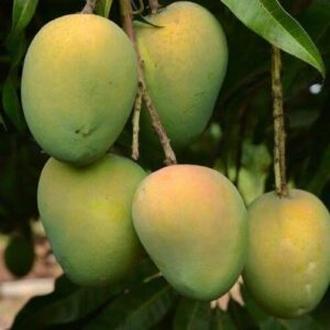 Fresh Large-Sized Haribhanga Mango